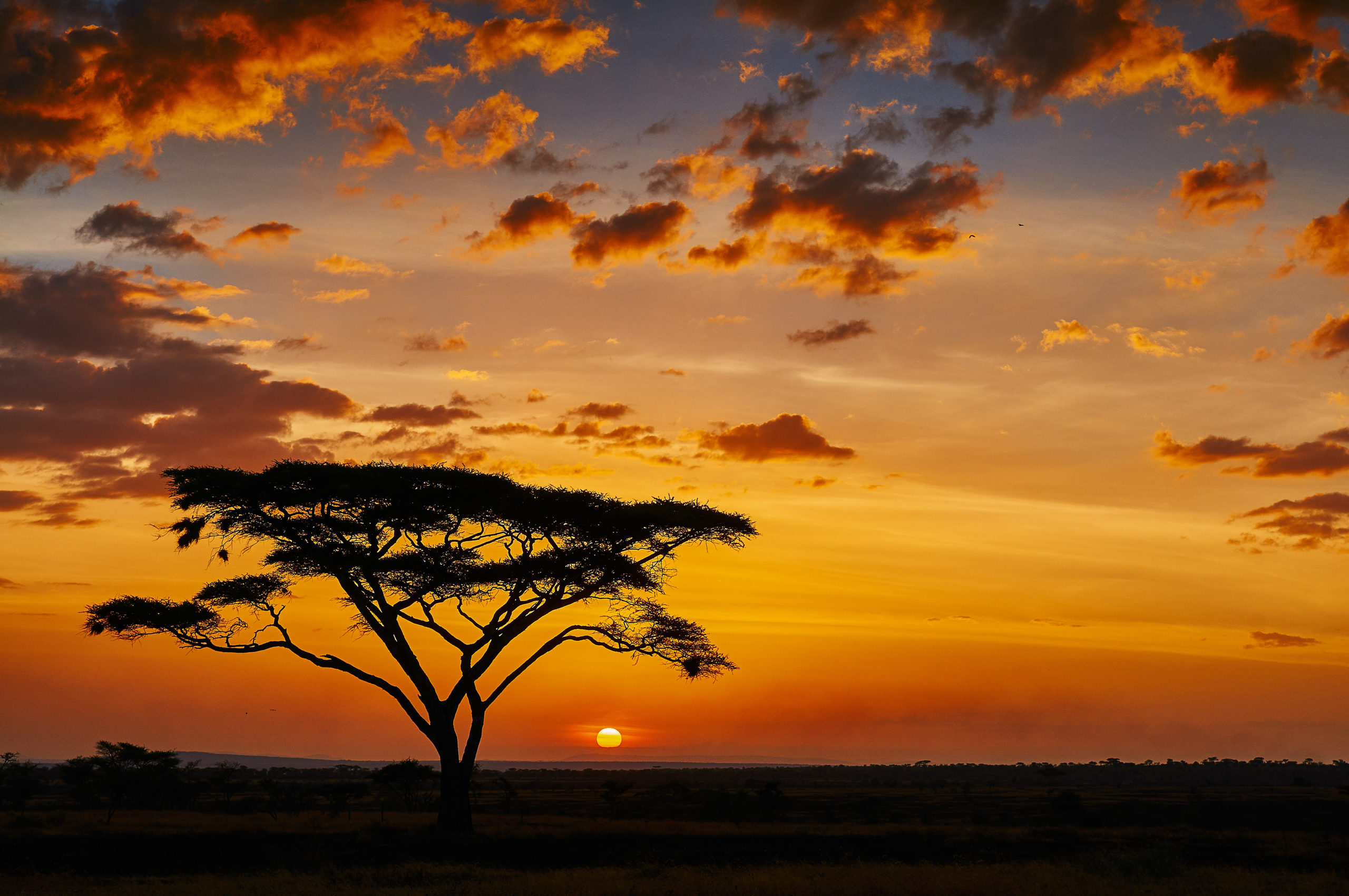 Swana - Coucher de soleil - Serengeti