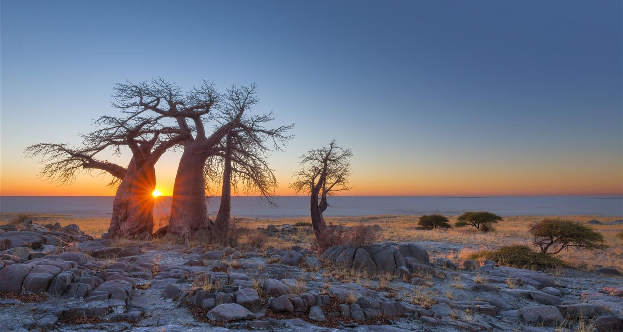 Baobab au coucher du soleil dans le désert du Kalahari, Botswana