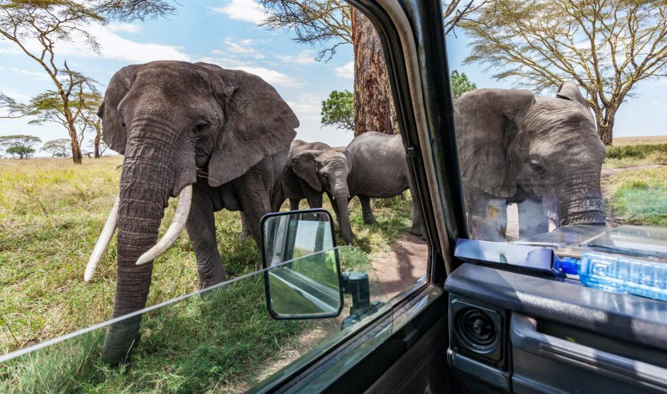 Quelle est la meilleure période pour visiter la Tanzanie : les éléphants près des véhicules de safari
