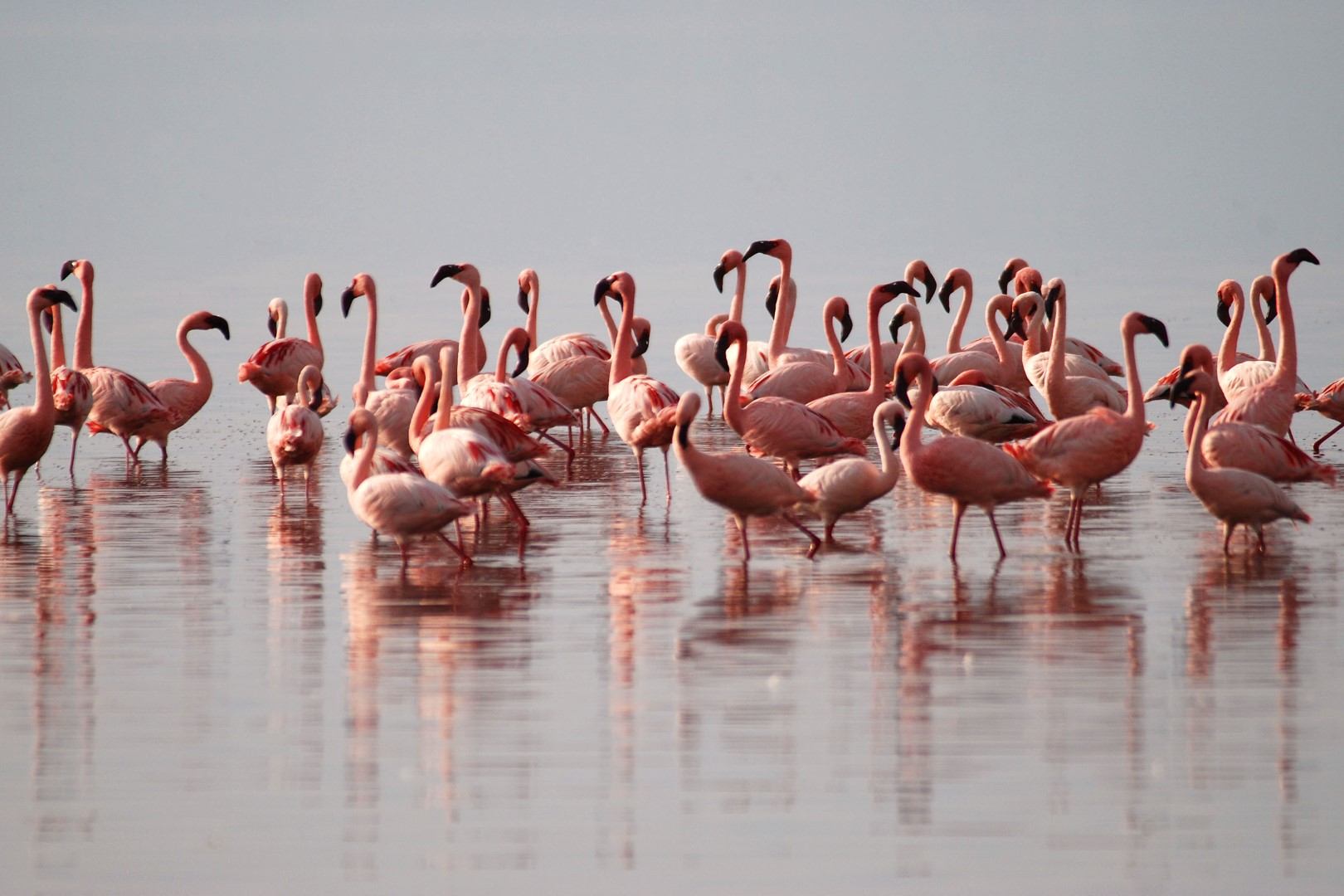 Flamants roses en Tanzanie