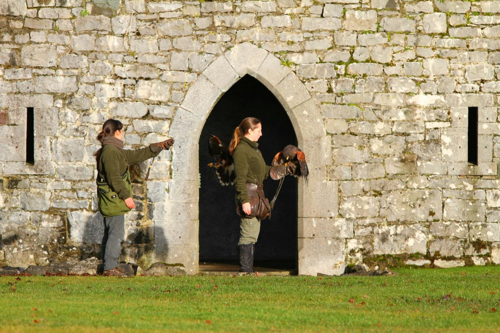 Escuela de Cetrería de Irlanda - Irlanda