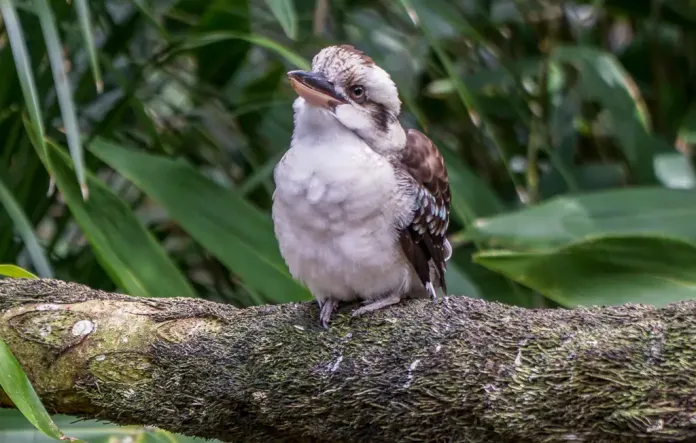 Qu'est-ce que les Australiens aiment en Australie ? Le Kookaburra rieur d'Australie