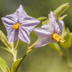 Fleurs, arbres et fruits d'été sylvains