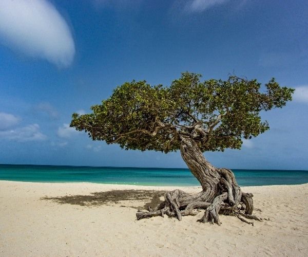 Luxe vert sans culpabilité à Aruba