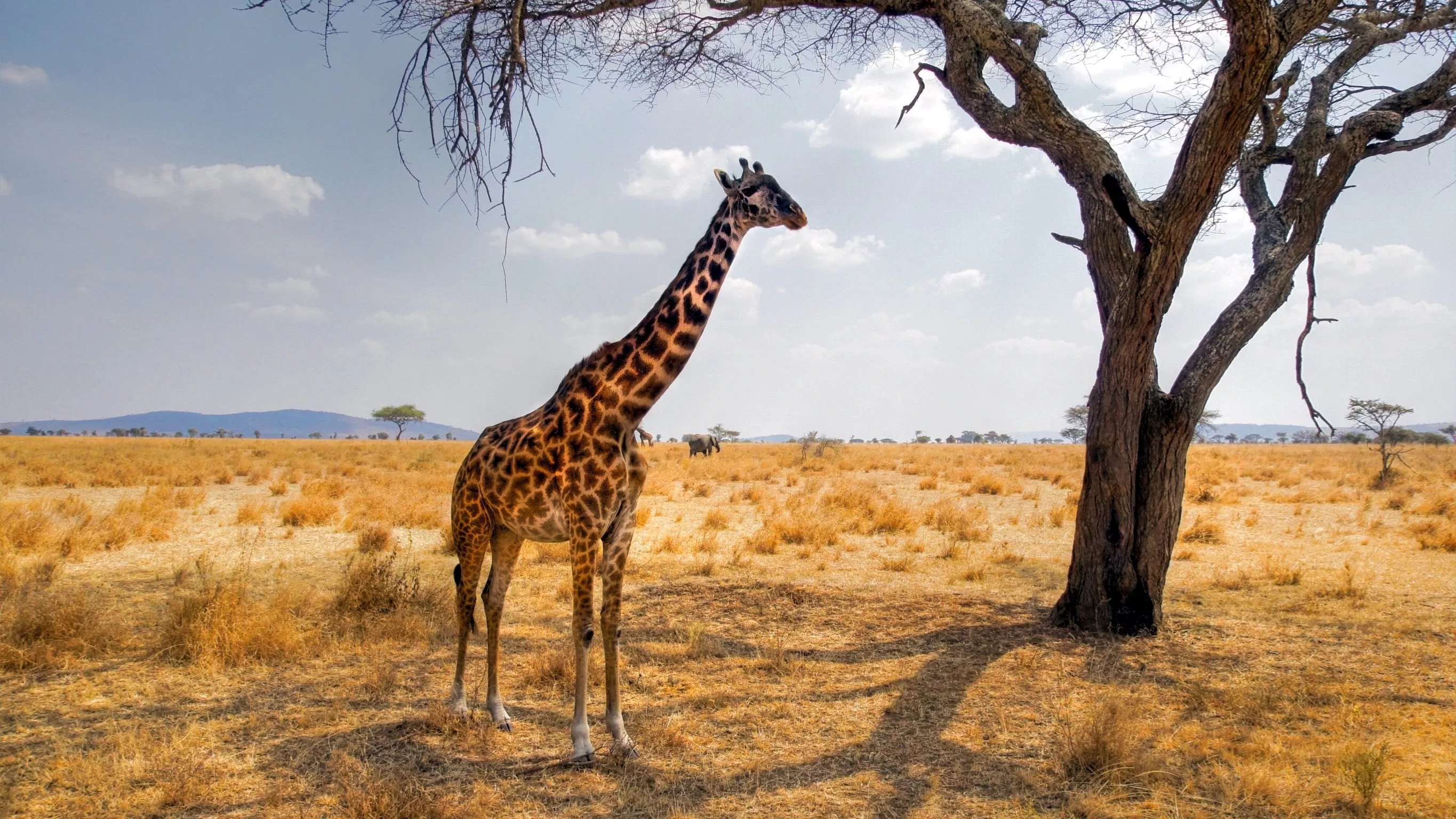 Préparer son road-trip en Tanzanie : formalités, santé et sécurité sur les pistes