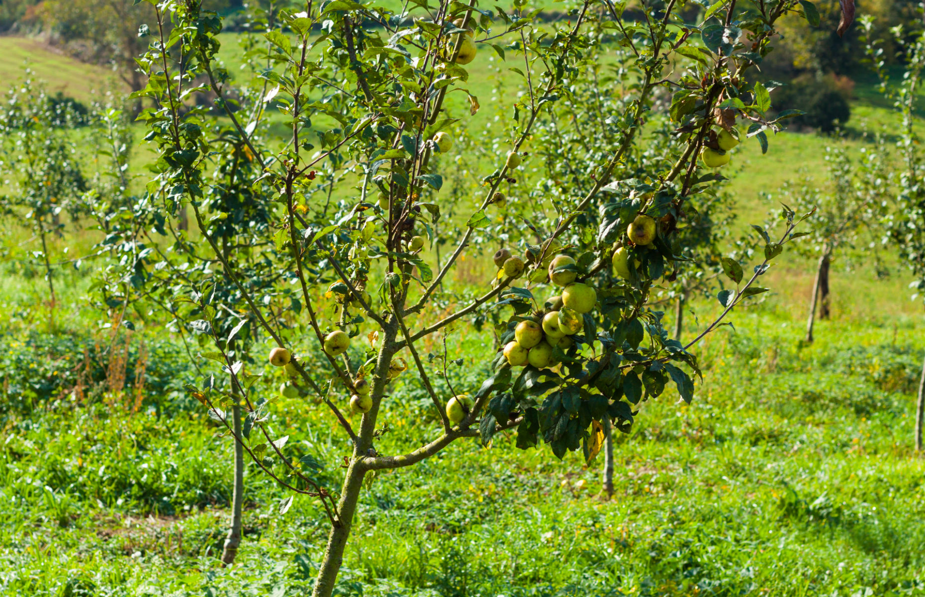 pommier