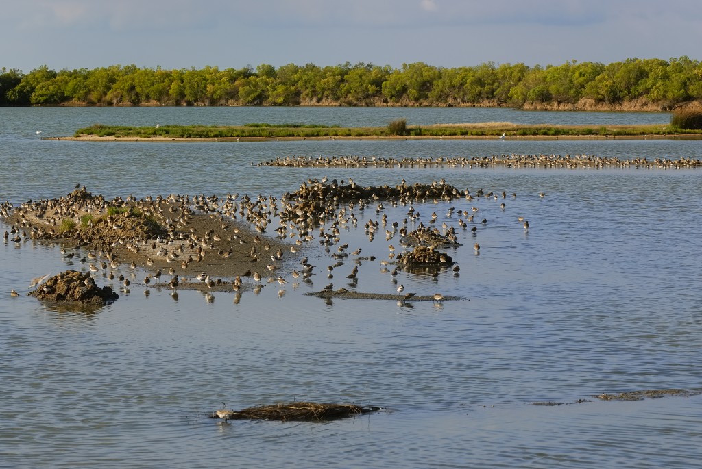 Réserve Ornithologique du Teich - Photographe Jacques Gillon. - Aquitaine