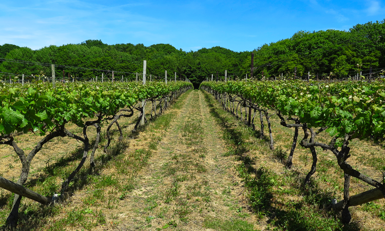 vignoble du Kent