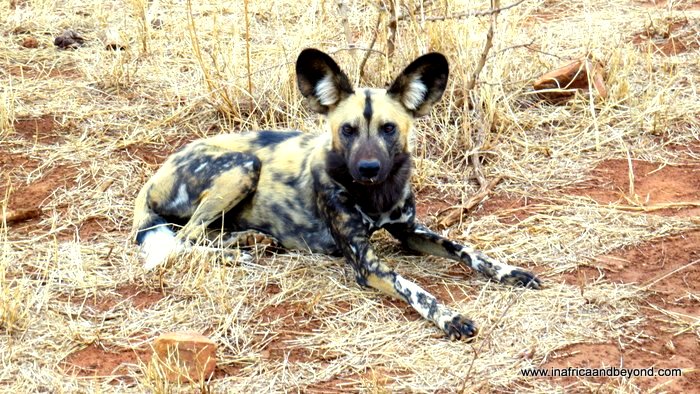 Les Big Five d'Afrique du Sud : les 10 principes fondamentaux de Bush Les Sept Magnifiques - Chien Sauvage