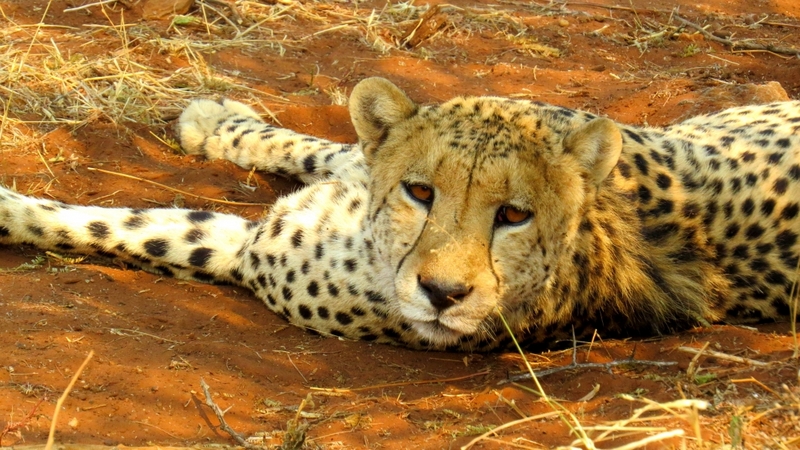 Les Big Five d'Afrique du Sud : les 11 principes fondamentaux de Bush Guépard Madikwe Safari Lodge
