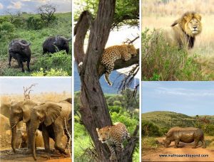 Les Big Five d'Afrique du Sud