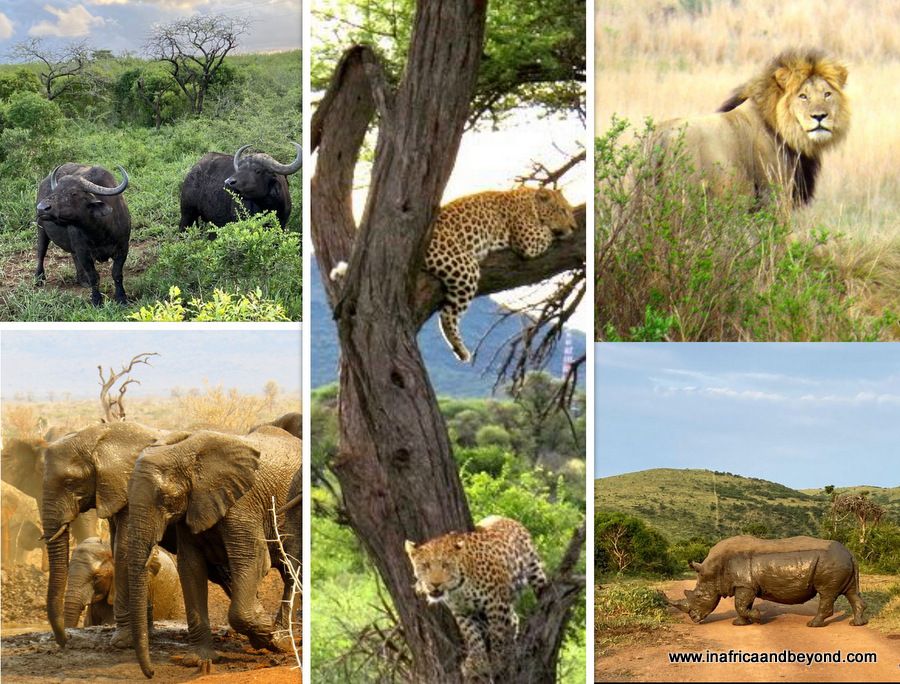 Les Big Five d'Afrique du Sud