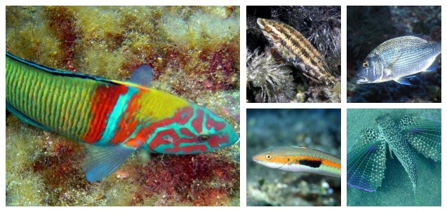 Aquarium Cap Blanc Ibiza