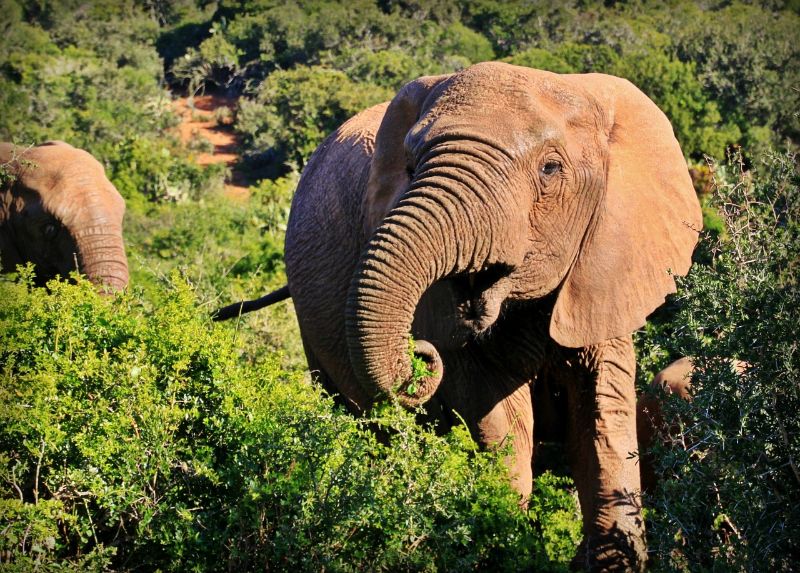 11 choses à faire à Maputo, Mozambique 9 Liste de colisage Safari