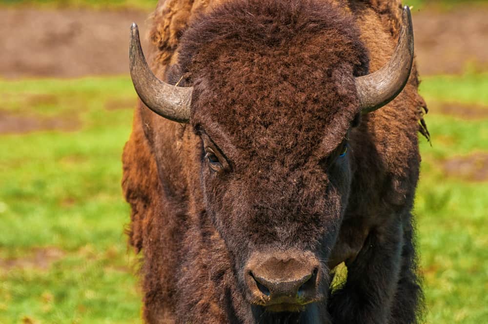 bison
