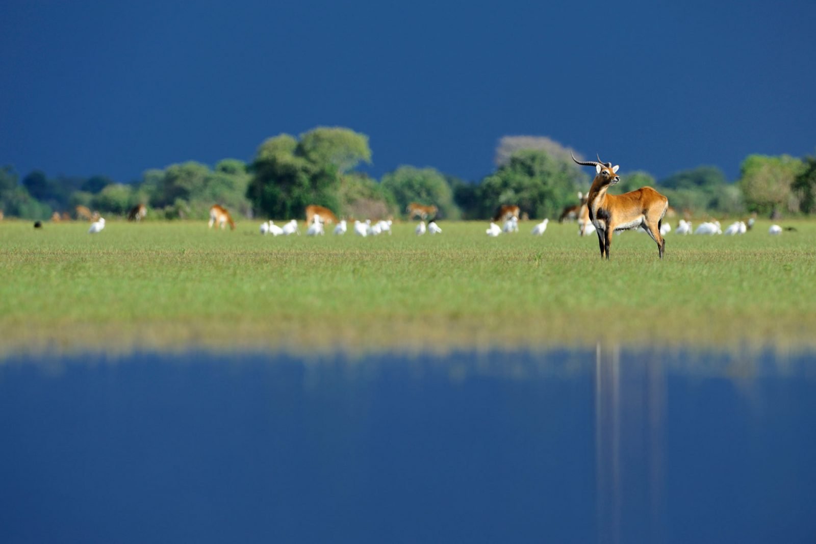 Shoebill Island Camp Marais de Bangweulu Zambie