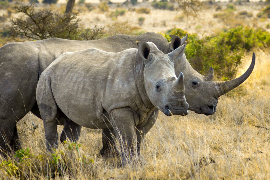 shiku-wangombe-unsplash-rhino Deux rhinocéros : les rhinocéros d'Afrique célèbrent la Journée mondiale des rhinocéros 2022