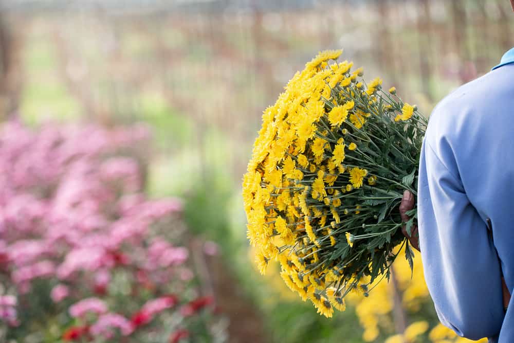 fleurs