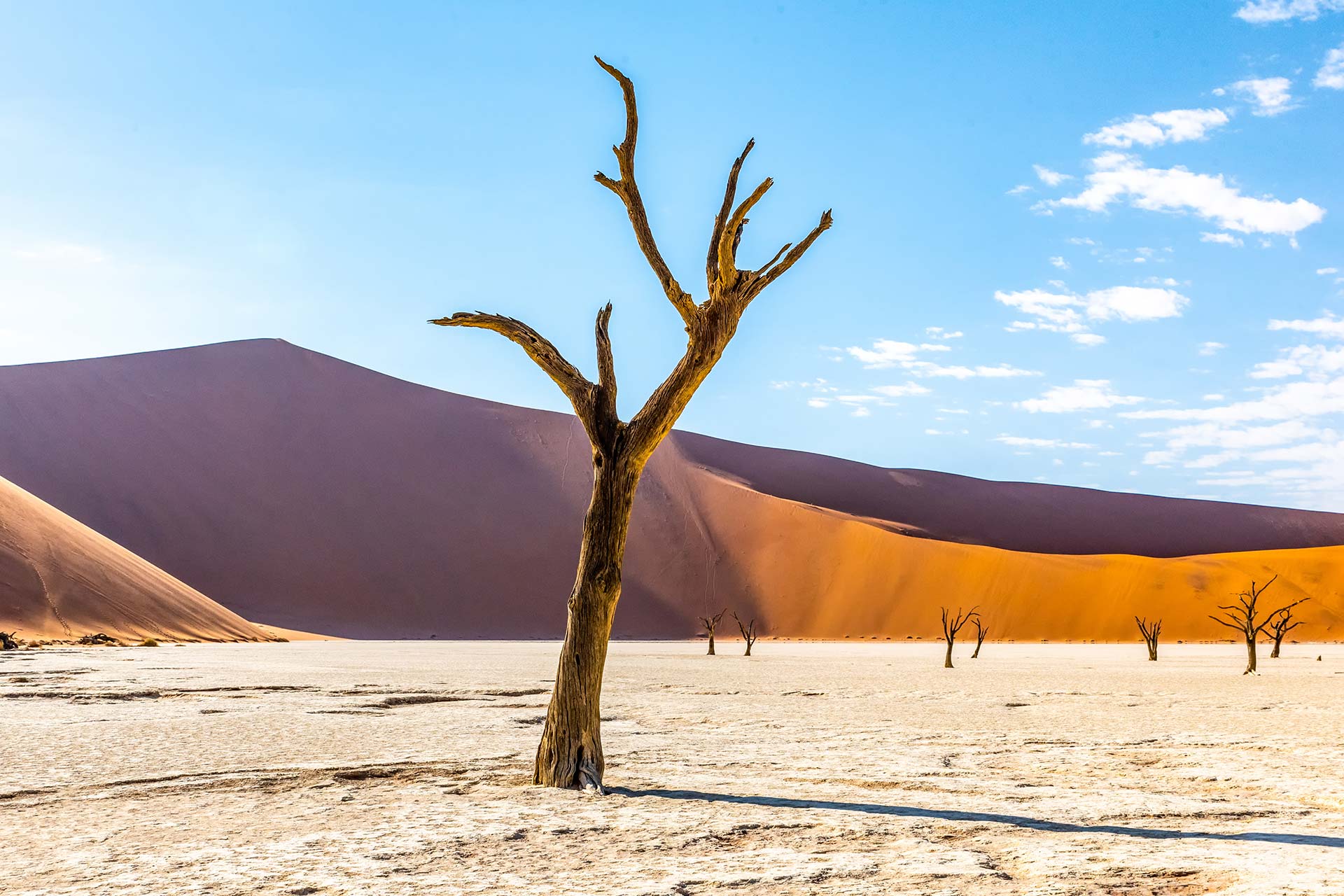 arbre mort dans-deadvlei-AdobeStock_257049077 Deadvlei est situé dans le parc Namib-Naukluft en Namibie