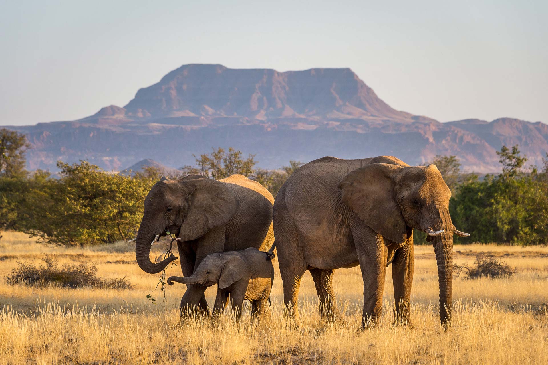 Damaraland-camp-faune-éléphant-01 Des éléphants adaptés au désert du Damaraland