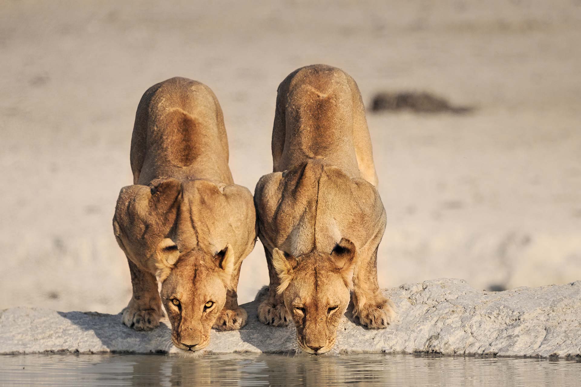 Lion assoiffé - AdobeStock_240542751 Des lions adaptés au désert en Namibie