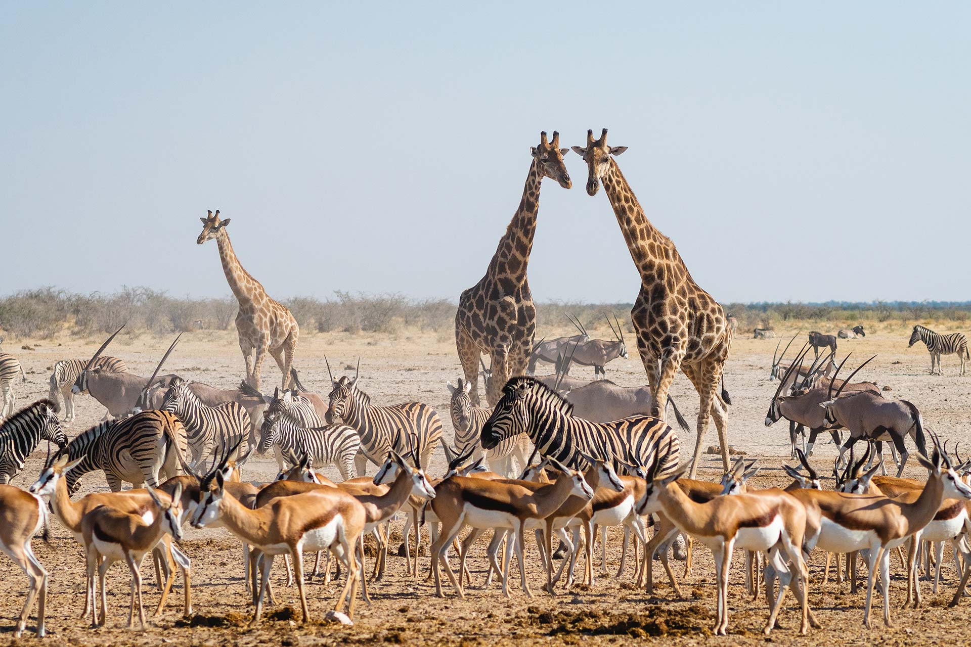 La faune se rassemble autour d'un point d'eau dans le parc national d'Etosha - AdobeStock_446083747 Le règne animal d'Etosha