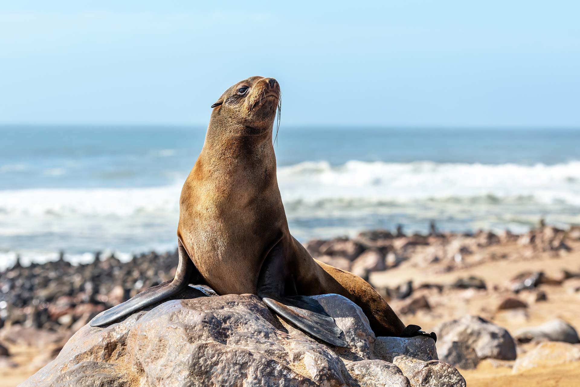 Lion de mer profitant de la chaleur du soleil - AdobeStock_453797417 La colonie de reproduction de phoques du Cap la plus célèbre de la côte du Namib