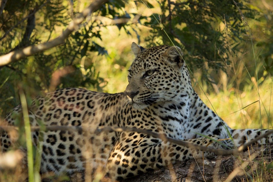 Inyati Game Lodge : un safari Big 5 classique