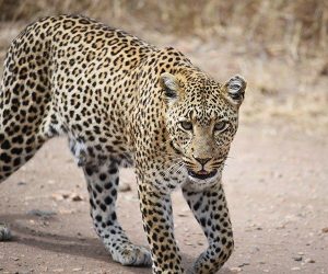 Où voir le Big 5 en Tanzanie