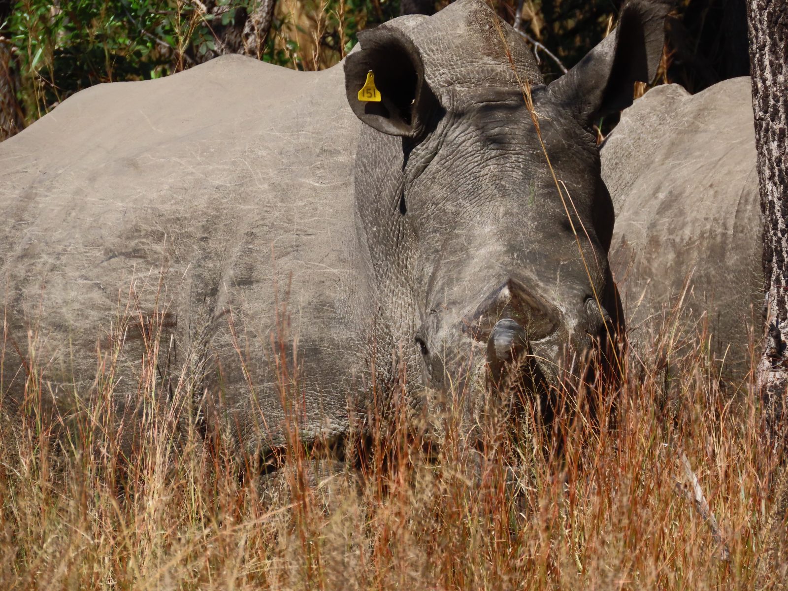 Rhinocéros de montagne de Matobo au Zimbabwe