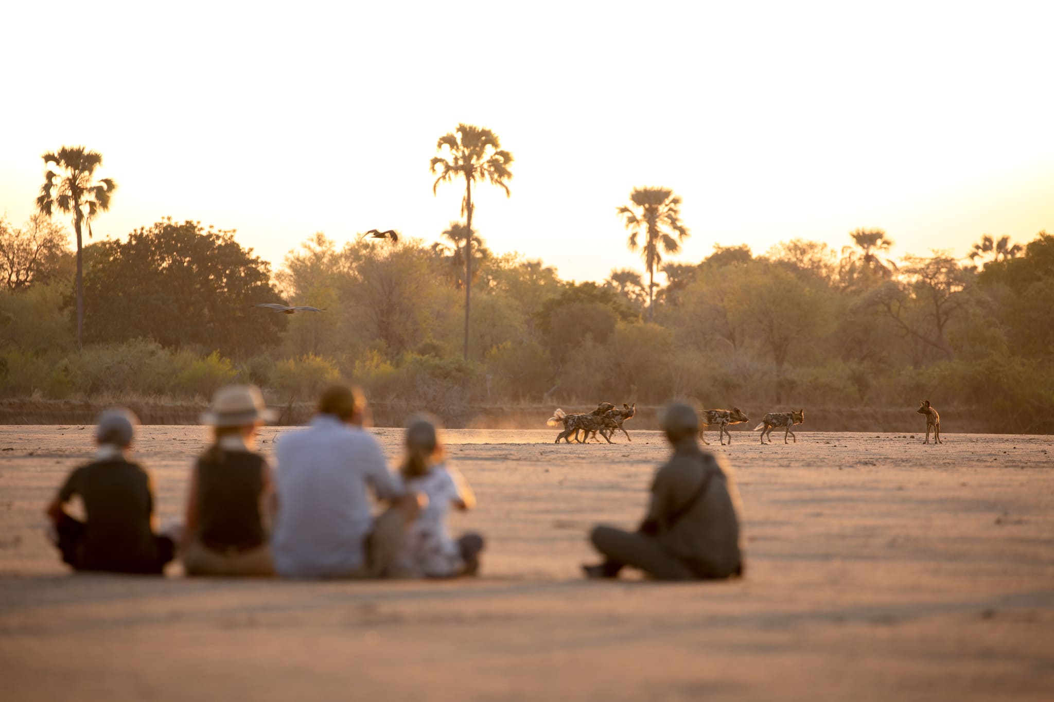 Des lycaons africains jouent pendant que les invités assistent à un safari à pied
