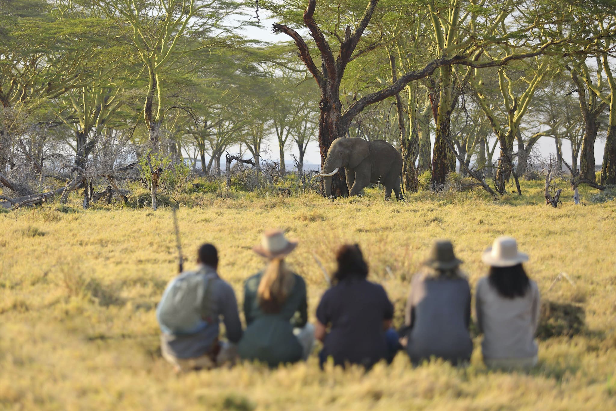 Éléphant passant devant un groupe lors d'un safari à pied