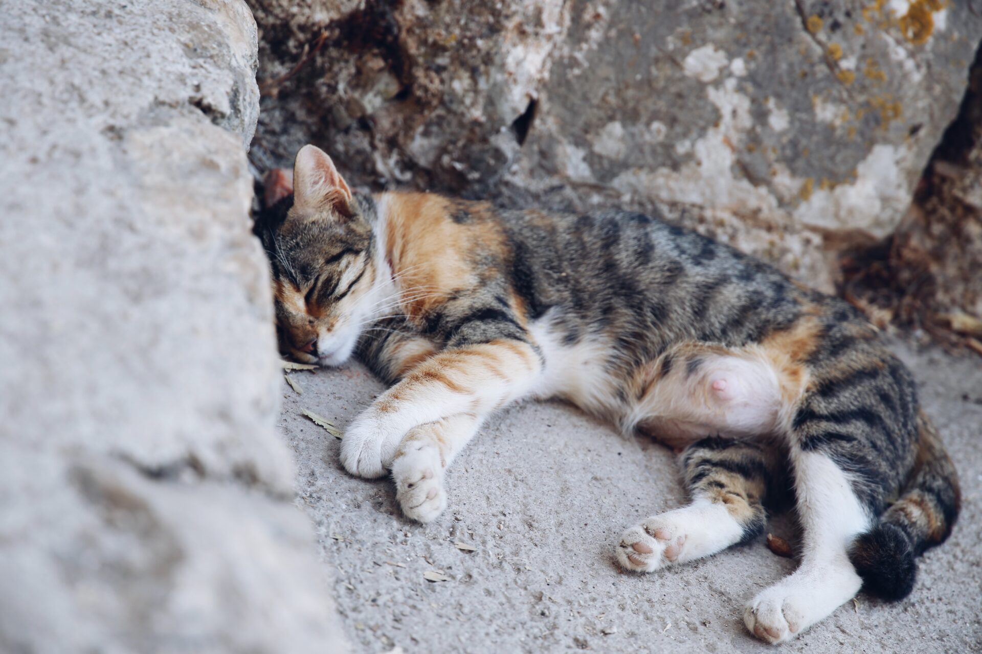chat kotor