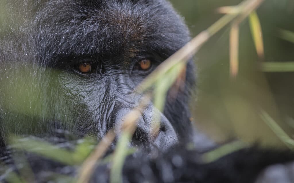 Ouganda et Rwanda – Gorilla Trekking et plus
