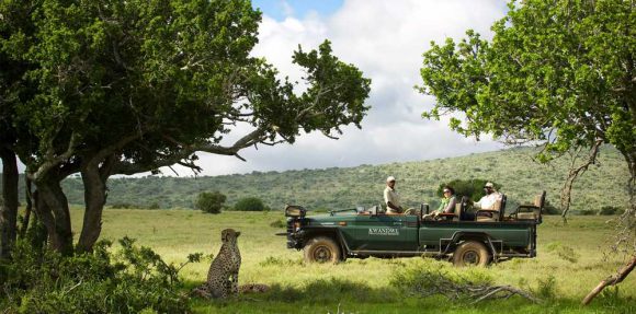 Safari sans paludisme à Kwandwe.