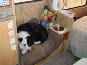 Où mon chien doit-il dormir en camping ? 11 bonnes idées