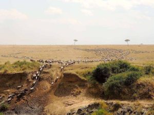 Mara-River-Wildebeest-Migration-1