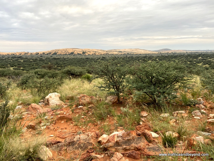 Réserve naturelle de Witsand Kalahari – dormir avec des chauves-souris 5 La sagesse du Kalahari