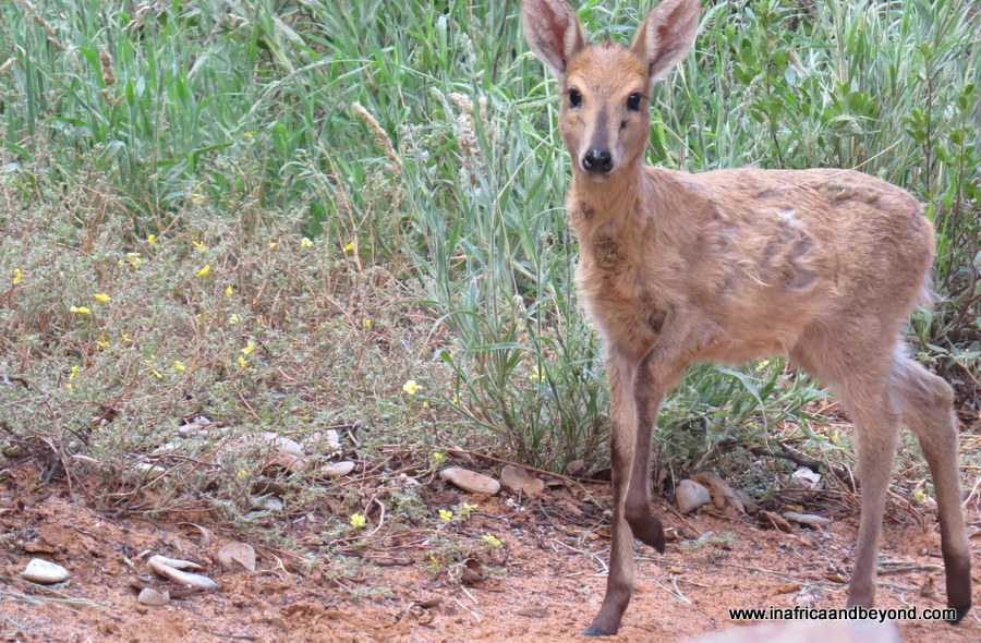 Réserve naturelle de Witsand Kalahari – Dormir avec les chauves-souris 11 La sagesse du Kalahari