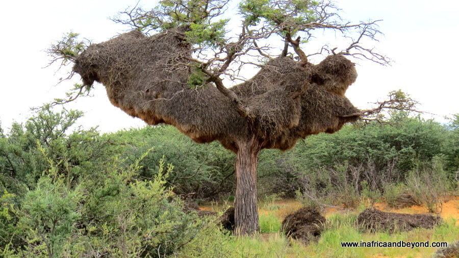 Réserve naturelle de Witsand Kalahari – Dormir avec les chauves-souris14 La sagesse du Kalahari